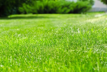 Lawn